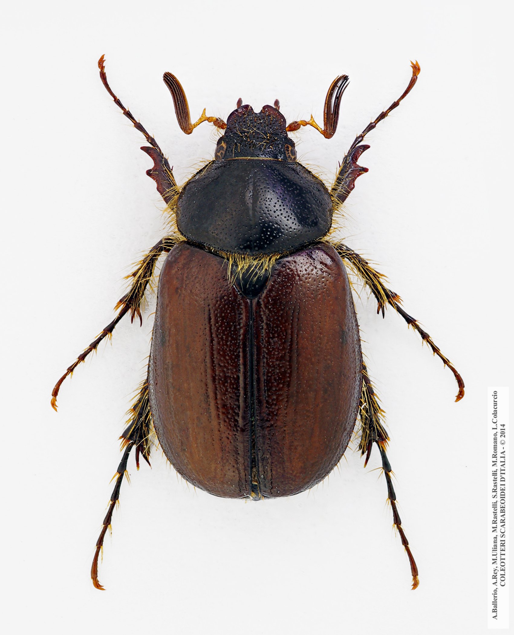 Elaphocera emarginata, maschio